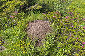 Alpine glade with a nest of redwood ant (Formica rufa), these ants play a role in the management of forest pest insects, Champagny-en-Vanoise, Savoie, Auvergne-Rhône-Alpes region, France