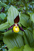 Lady's-slipper orchid (Cypripedium calceolus), in undergrowth in a natural reserve, protected region, Champagny-en-Vanoise, Savoie, Auvergne-Rhône-Alpes Region, France