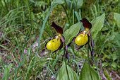 Lady's-slipper orchid (Cypripedium calceolus), in undergrowth in a natural reserve, protected region, Champagny-en-Vanoise, Savoie, Auvergne-Rhône-Alpes Region, France