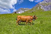 Tarentaise cow or Tarine, grazing in the alpine meadows above Champagny en Vanoise, Champagny-en-Vanoise, Savoie, Auvergne-Rhône-Alpes Region, France