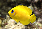 Lemonpeel angelfish (Centropyge flavissima) in marine aquarium
