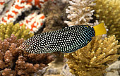 Spotted Wrasse (Anampses meleagrides) in marine aquarium