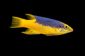 Spanish hogfish (Bodianus rufus)