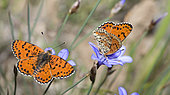 Spotted Fritillary (Melitaea didyma) males on flowers, Mont Ventoux, Provence, France