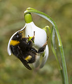 Buff-tailed bumblebee (Bombus terrestris) queen foraging a snowdrop (Galanthus nivalis), Vosges du Nord Regional Nature Park, France