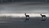 Roe deer (Capreolus capreolus) in the early morning crossing the delta, Sauer Delta Nature Reserve, Rhine bank, Munchhausen, Alsace, France