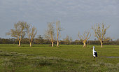 White stork (Ciconia ciconia) with a transmetter in the Audubon marsh, Couëron, Pays de Loire, France