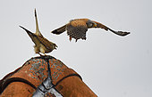 Kestrel (Falco tinnunculus) pair displaying on a roof top, Vosges du Nord Regional Nature Park, France