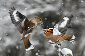 Hawfinch (Coccothraustes coccothraustes) fighting, Vosges du Nord Regional Nature Park, France