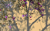 Kobus Magnolia (Magnolia kobus) native to Japan, Pays de Loire, France