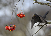 Blackbird (Turdus merula) eating rowan (Sorbus aucuparia), Vosges du Nord Regional Nature Park, France