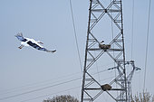 White stork (Ciconia ciconia) nesting on electricity pylons, Couëron, Pays de Loire, France