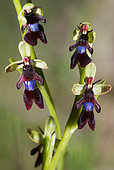 Fly orchid (Ophrys insectifera) flowers, Mont Ventoux, Provence, France