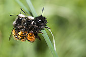 Hornfaced bee (Osmia cornuta) Three-way mating, Vosges du Nord Regional Nature Park, France