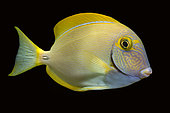 Yellowfin Surgeonfish (Acanthurus xanthopterus)