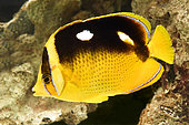 Four-spotted butterflyfish (Chaetodon quadrimaculatus) in marine aquarium