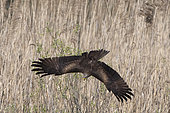 Black kite (Milvus migrans) hunting, Lake Varese, Varese, Italy.