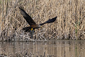 Black kite (Milvus migrans) catching a fish, Lake Varese, Varese, Italy.