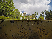 Tadpoles of Common toads (Bufo bufo) in a fountain, Villa Toeplitz, Varese, Italy.