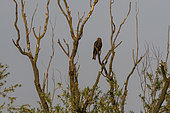 Black kite (Milvus migrans) on a branch, Lake Varese, Varese, Italy.