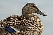 Mallard Duck (Anas platyrhynchos) female, Lake Varese, Varese, Italy.