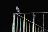 Black Redstart (Phoenicurus ochruros) on a railing, Varese, Italy.
