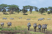 Plains zebras (Equus quagga), Seronera, Serengeti National Park, Tanzania.