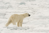 Polar bear (Ursus maritimus), Polar Ice Cap, 81north of Spitsbergen, Norway.