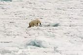 Polar bear (Ursus maritimus), Polar Ice Cap, 81north of Spitsbergen, Norvay.