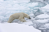 Polar bear (Ursus maritimus), Polar Ice Cap, 81north of Spitsbergen, Norway.