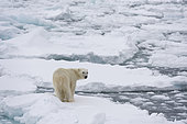 Polar bear (Ursus maritimus), Polar Ice Cap, 81 north of Spitsbergen, Norway. North polar ice cap, Arctic ocean