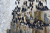 Bruennich's Guillemots (Uria lomvia) on cliff, Alkefjellet, Spitsbergen, Svalbard Islands, Norway.