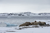 Atlantic walruses (Odobenus rosmarus), Vibebukta, Austfonna, Nordaustlandet, Svalbard Islands, Norway.