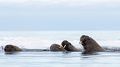 Atlantic walruses (Odobenus rosmarus), Vibebukta, Austfonna, Nordaustlandet, Svalbard Islands, Norway.