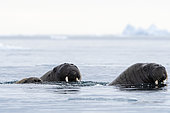 Atlantic walruses (Odobenus rosmarus), Vibebukta, Austfonna, Nordaustlandet, Svalbard Islands, Norway.