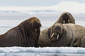 Atlantic walruses (Odobenus rosmarus), Vibebukta, Austfonna, Nordaustlandet, Svalbard Islands, Norway.