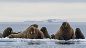 Atlantic walruses (Odobenus rosmarus), Vibebukta, Austfonna, Nordaustlandet, Svalbard Islands, Norway.