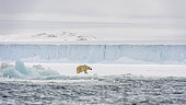 Polar bear (Ursus maritimus) walking along the southern edge of Austfonna ice cap, Nordaustlandet, Svalbard, Norway.