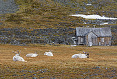 Svalbard reindeers, Rangifer tarandus, in tundra under a snowfall. Varsolbukta, Bellsund bay, Van Mijenfjorden, Camp Millar, Svalbard