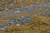 Renard arctique (Vulpes lagopus), Varsolbukta, baie de Bellsund, Van Mijenfjorden, Spitzberg, îles Svalbard.