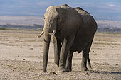 African elephants (Loxodonta africana), Amboseli National Park, Kenya.