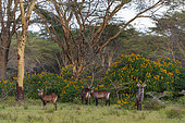 Waterbuck (Kobus ellipsiprymnus), Lake Naivasha, Kenya.