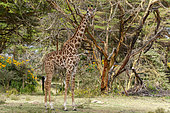 Rotschild‘s giraffe (Giraffa camelopardalis rotschildi), Lake Naivasha, Kenya.