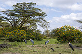 Marabou stork (Leptoptilos crumeniferus), Lake Naivasha, Kenya.