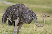 Female ostrich (Struthio camelus), Lake Nakuru National Park, Kenya.