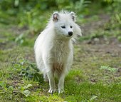 Raccoon dog (Nyctereutes procyonoides), white morph, captive, Lower Saxony, Germany, Europe