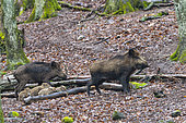 Wild Boar (Sus scrofa), in the woods, Private park, Haute Saone, France