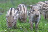Wild boar (Sus scrofa) piglets on the edge of the woods, in a meadow, private park, Haute-Saône, France