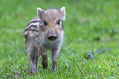 Wild boar (Sus scrofa) piglet on the edge of the woods, in a meadow, private park, Haute-Saône, France