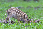 Wild boar (Sus scrofa) piglet on the edge of the woods, in a meadow, private park, Haute-Saône, France